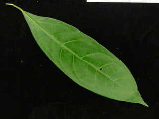 Cinnamomum triplinerve, leaf top