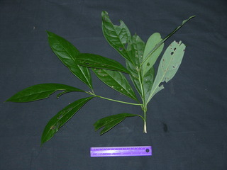 Cinnamomum triplinerve, leaves