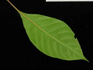 Hamelia axillaris, leaf bottom