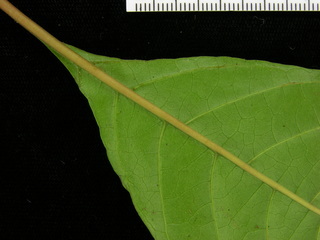 Hamelia axillaris, leaf bottom stem