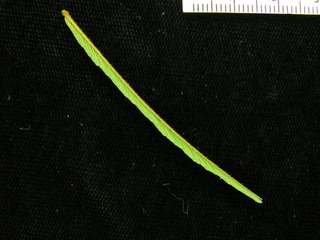 Myrospermum frutescens, leaf bottom