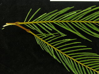 Myrospermum frutescens, leaves