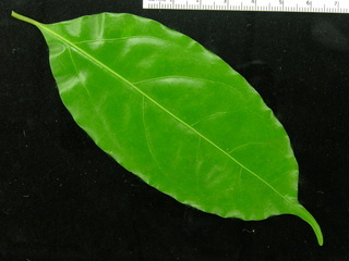Ocotea puberula, leaf top