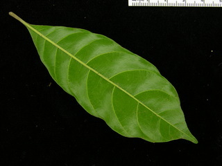 Pouteria stipitata, leaf bottom