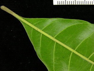 Pouteria stipitata, leaf bottom stem
