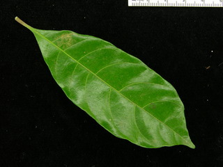 Pouteria stipitata, leaf top