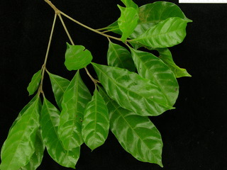 Pouteria stipitata, leaves