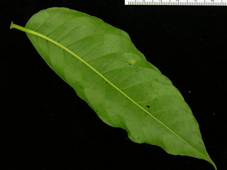 Spondias radlkoferi, leaf bottom
