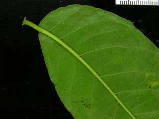 Spondias radlkoferi, leaf bottom stem