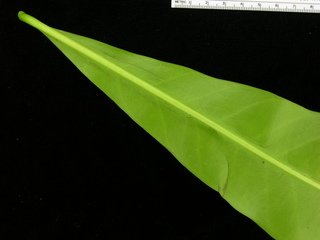 Thevetia ahouai, leaf bottom stem