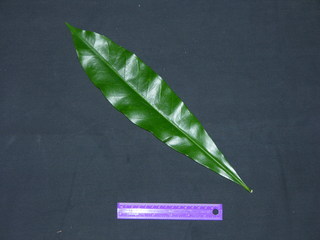 Thevetia ahouai, leaf top