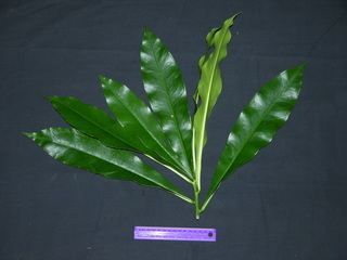 Thevetia ahouai, leaves