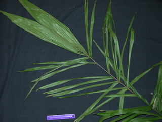 Attalea butyracea, leaf