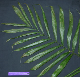 Bactris coloniata, leaf top
