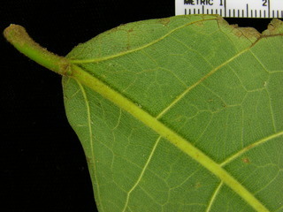 Ficus popenoei, leaf bottom stem