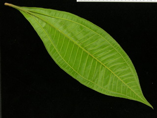 Miconia prasina, leaf bottom