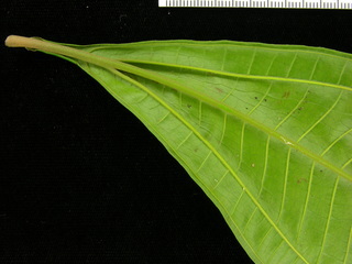 Miconia prasina, leaf bottom stem