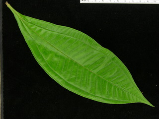 Miconia prasina, leaf top