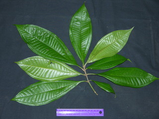 Miconia prasina, leaves