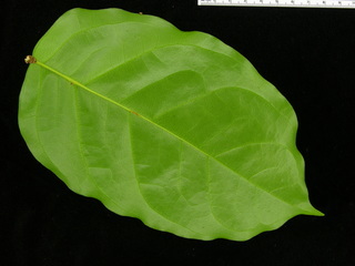 Ormosia macrocalyx, leaf bottom