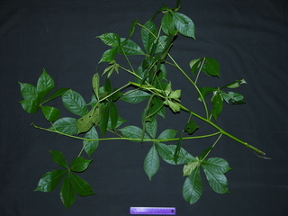 Pachira quinata, leaves