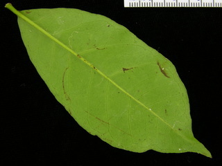 Psidium friedrichsthalianum, leaf bottom