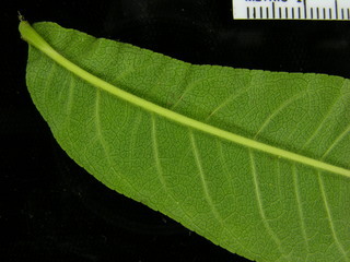 Zanthoxylum ekmanii, leaf bottom stem