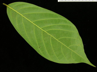 Annona hayesii, leaf bottom