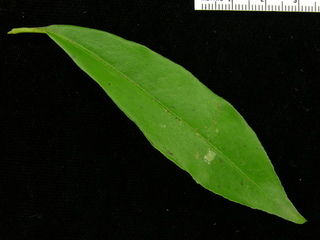 Ardisia bartlettii, leaf top