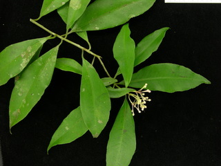 Ardisia bartlettii, leaves