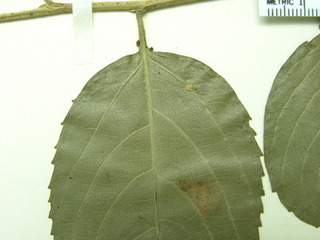 Banara guianensis, leaf bottom