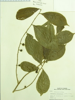Casearia guianensis, leaves
