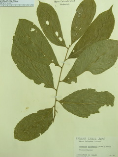 Casearia guianensis, leaves