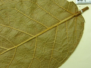 Ficus bullenei, leaf bottom