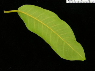 Ficus citrifolia, leaf bottom