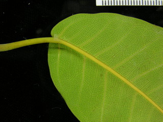 Ficus citrifolia, leaf bottom stem