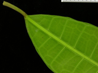 Ficus maxima, leaf bottom stem