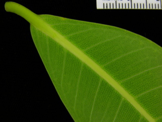 Ficus perforta, leaf bottom stem