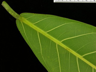 Ficus pertusa, leaf bottom stem