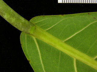 Ficus pertusa, leaf bottom stem