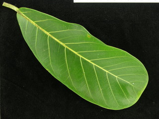 Ficus pertusa, leaf top