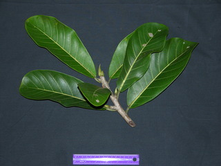 Ficus pertusa, leaves