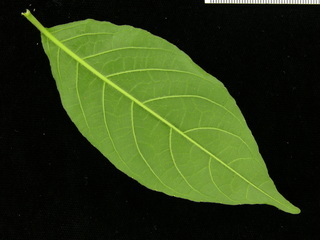 Trichanthera gigantea, leaf bottom
