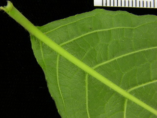 Trichanthera gigantea, leaf bottom stem