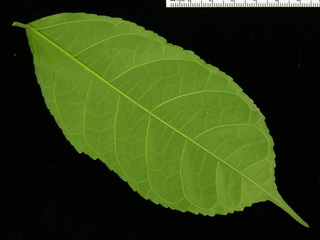 Trophis racemosa, leaf bottom