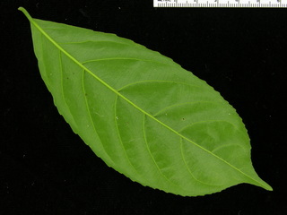 Xylosma oligandra, leaf bottom