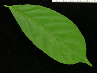 Xylosma oligandra, leaf top