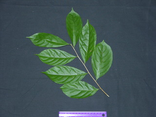 Xylosma oligandra, leaves