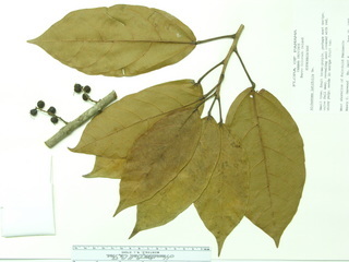 Alchornea latifolia, leaves