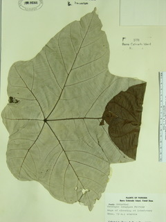 Cecropia longipes, leaves